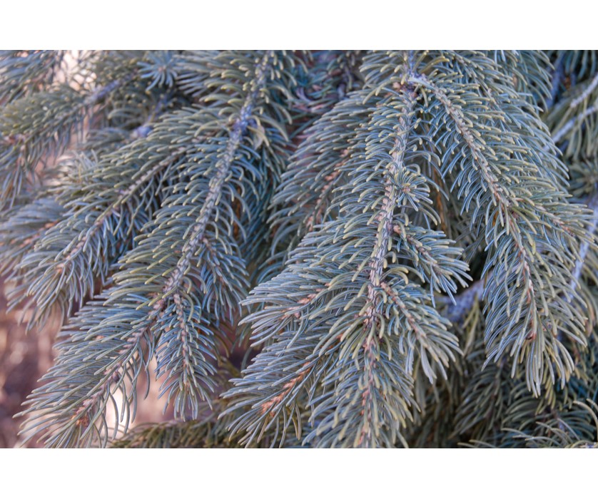 Weeping White Spruce